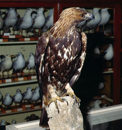 Collezione Ornitologica - Museo Civico