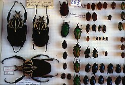 Collezione Entomologica