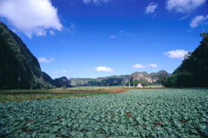 Vinales