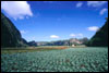 Vinales