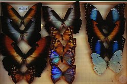 Collezione Entomologica