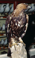 museo civico - sezione naturalistica